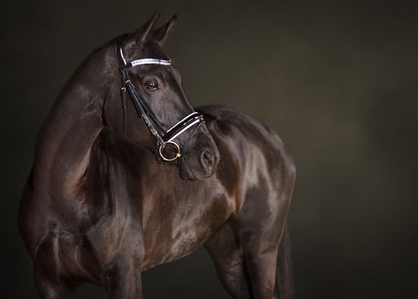 Stunning portrait of a magnificent horse near Middleburg, Virginia.